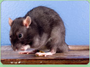 rat control Worthing